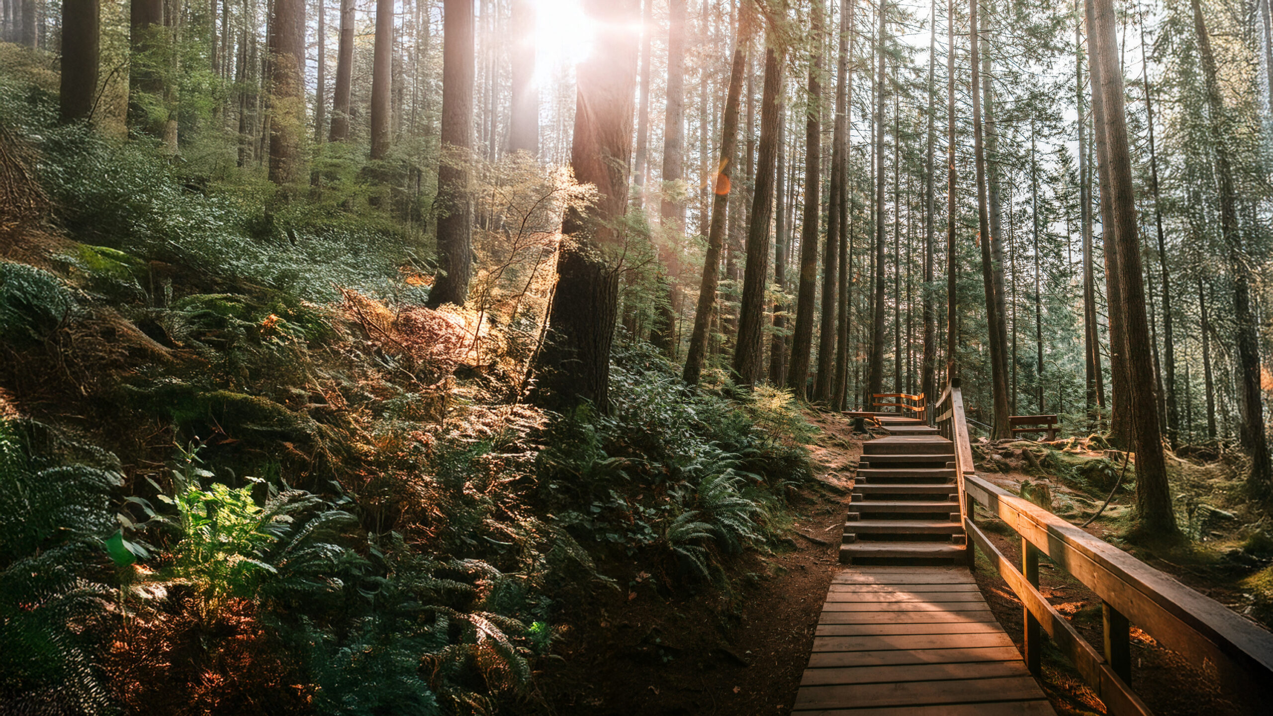 Sunlight through forest at the edge of a lake
